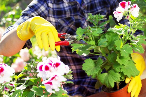 Professional gardener working in a lush Woolwich garden